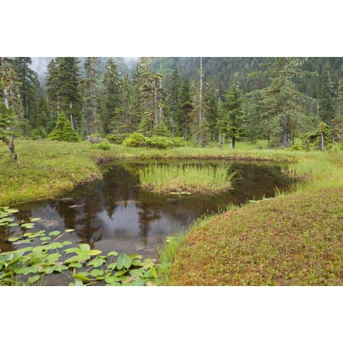 Alaska, Admiralty Island Pond and forest